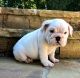 English Bulldog Puppies for sale in Warwick, RI, USA. price: $650