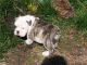 English Bulldog Puppies for sale in District Heights, MD 20747, USA. price: NA