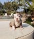 English Bulldog Puppies for sale in Stockton, CA, USA. price: NA