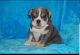 English Bulldog Puppies for sale in Londonderry, NH 03038, USA. price: NA