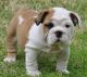 English Bulldog Puppies for sale in Japantown, San Francisco, CA 94115, USA. price: NA