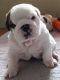 English Bulldog Puppies for sale in Alameda, CA, USA. price: NA