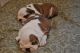 English Bulldog Puppies for sale in Saint-Quentin, NB E8A 2G8, Canada. price: NA