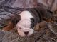 English Bulldog Puppies for sale in California Ave, Brockville, ON K6V, Canada. price: $500