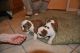 English Bulldog Puppies for sale in Port Hueneme, CA, USA. price: NA