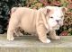 English Bulldog Puppies for sale in Huntsville, AL 35812, USA. price: NA