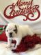 English Bulldog Puppies for sale in Shreve, OH 44676, USA. price: NA