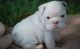 English Bulldog Puppies for sale in Menomonie, WI 54751, USA. price: NA