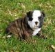 English Bulldog Puppies for sale in Tinley Park, IL, USA. price: $650