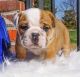 English Bulldog Puppies for sale in Tinley Park, IL, USA. price: $650