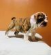 English Bulldog Puppies for sale in Pico Rivera, CA, USA. price: $2,000