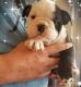 English Bulldog Puppies for sale in Denver, CO 80219, USA. price: $500