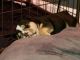 English Bulldog Puppies for sale in Sweetwater, TN 37874, USA. price: NA