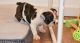 English Bulldog Puppies for sale in Detroit, MI 48219, USA. price: NA