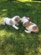 English Bulldog Puppies for sale in Newark, NY 14513, USA. price: $350