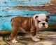English Bulldog Puppies for sale in Garden City, ID, USA. price: NA