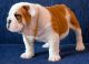 English Bulldog Puppies for sale in Norwich, CT, USA. price: NA