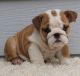 English Bulldog Puppies for sale in Madison, AL, USA. price: NA