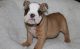 English Bulldog Puppies for sale in Marlborough, MA, USA. price: NA