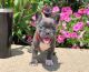 English Bulldog Puppies for sale in Pasadena, TX, USA. price: NA
