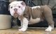 English Bulldog Puppies for sale in Raleigh, NC, USA. price: $500