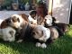 English Bulldog Puppies for sale in Signal Hill, CA, USA. price: NA