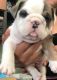 English Bulldog Puppies for sale in Bozeman, MT, USA. price: $650
