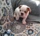 English Bulldog Puppies for sale in Athens, OH 45701, USA. price: NA