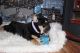 English Bulldog Puppies for sale in Winston-Salem, NC, USA. price: $4,000