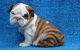 English Bulldog Puppies for sale in Los Alamitos, CA, USA. price: NA