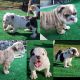 English Bulldog Puppies for sale in Chula Vista, CA 91911, USA. price: NA