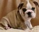 English Bulldog Puppies for sale in Houston, TX 77248, USA. price: NA