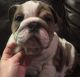 English Bulldog Puppies for sale in Flint, MI 48504, USA. price: NA