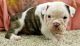 English Bulldog Puppies for sale in Lowell, MA 01852, USA. price: NA