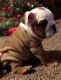 English Bulldog Puppies for sale in Ionia, MI 48846, USA. price: NA