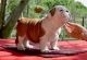 English Bulldog Puppies for sale in Tyler, TX, USA. price: $1,000