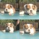 English Bulldog Puppies for sale in Chula Vista, CA 91911, USA. price: NA