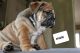 English Bulldog Puppies for sale in Modesto, CA 95354, USA. price: $1