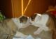 English Bulldog Puppies for sale in Oklahoma City, OK 73117, USA. price: $555