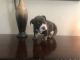 English Bulldog Puppies for sale in Corona, CA 92882, USA. price: $2,650