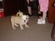 English Bulldog Puppies for sale in Raleigh, NC, USA. price: $400