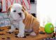 English Bulldog Puppies for sale in Cleveland, OH, USA. price: $800