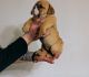 English Bulldog Puppies for sale in Wilmington, OH 45177, USA. price: NA