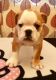 English Bulldog Puppies for sale in 230 King St W, Toronto, ON M5H 1K4, Canada. price: NA