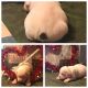 English Bulldog Puppies for sale in Rushville, OH 43150, USA. price: NA