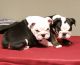 English Bulldog Puppies for sale in Lancaster, CA, USA. price: $1,400