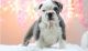 English Bulldog Puppies for sale in Fall River, MA 02721, USA. price: NA