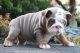 English Bulldog Puppies for sale in Birmingham, MI, USA. price: $500