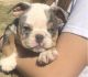 English Bulldog Puppies for sale in Hartford, CT 06104, USA. price: NA