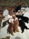 English Bulldog Puppies for sale in Oberlin, OH 44074, USA. price: NA